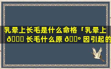 乳晕上长毛是什么命格「乳晕上 🐘 长毛什么原 🌺 因引起的」